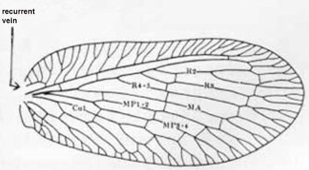 Figure 4. Forewing - Boriomyia fidelis (Banks).