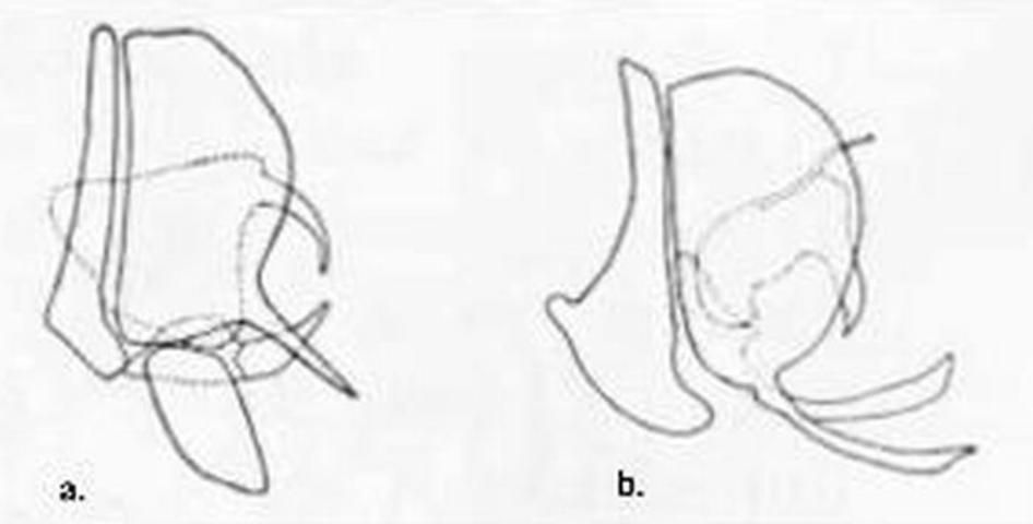 Figure 3a/b. Male terminalia -- a. Micromus subanticus (Walker) b. Micromus posticus (Walker).