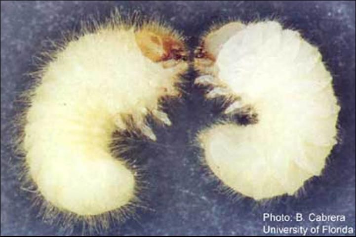 Figure 6. Comparison of a larva of a cigarette beetle, Lasioderma serricorne (F.), (left); and the drugstore beetle, Stegobium paniceum (L.) (right).
