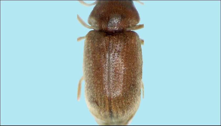 Figure 3. Striated elytra of an adult drugstore beetle, Stegobium paniceum (L.).