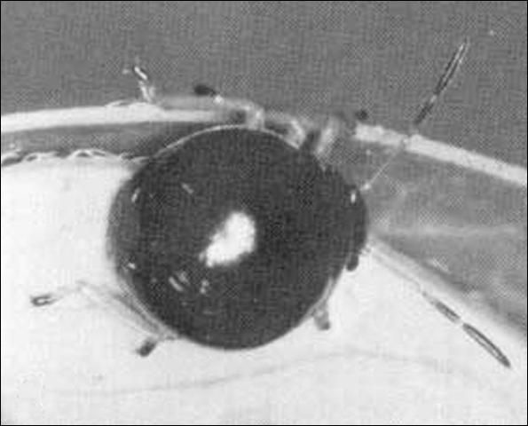 Figure 5. Third instar larva of the predatory stink bug, Stiretrus anchorago (Fabricius).
