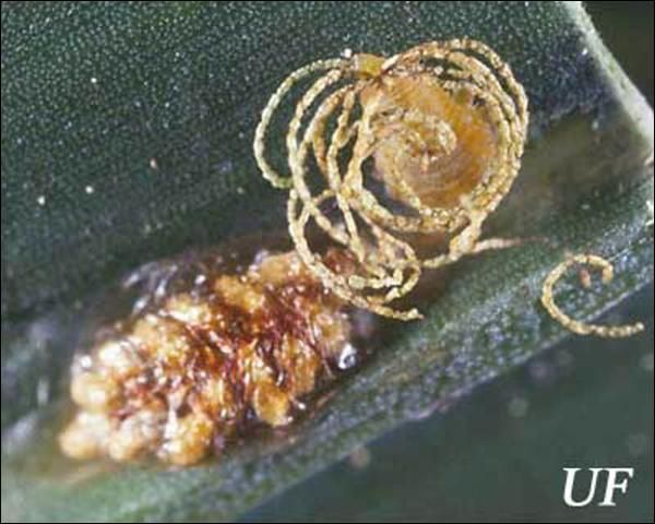 Figure 3. Feces-covered eggs and young larva of Hemisphaerota cyanea (Say).