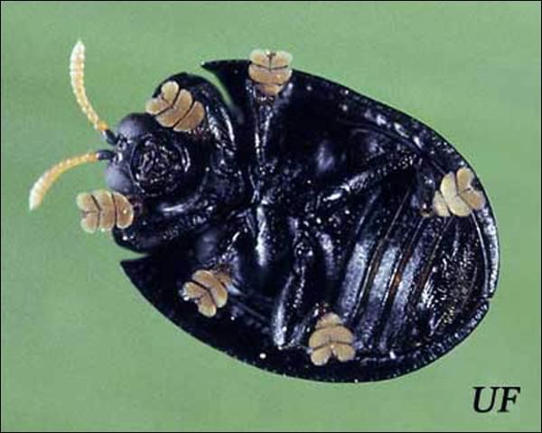Figure 2. Adult Hemisphaerota cyanea (Say) (ventral view).