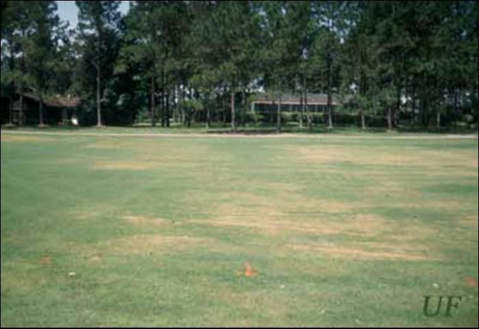 Figure 4. This bermudagrass shows typical signs of damage from the lance nematode, the most common nematode pest on bermudagrass putting greens in Florida.