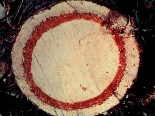 Figure 1. The telltale red ring seen here in a cross-section of a palm indicates that this particular tree is infested by red ring nematode, Bursaphelenchus cocophilus.