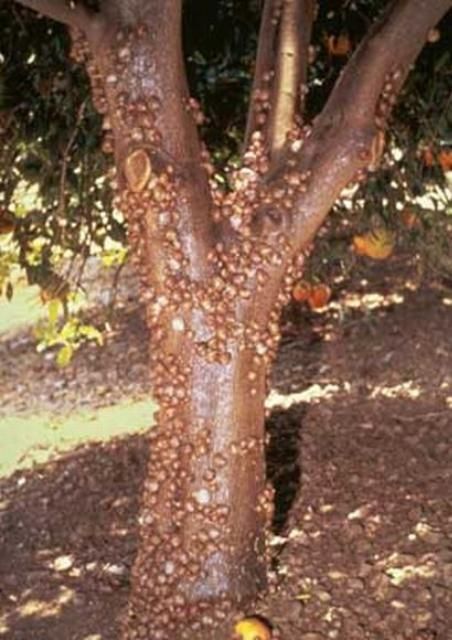 Figure 6. Infestation of brown garden snail, Cornuaspersum (Müller), on a citrus tree in California.