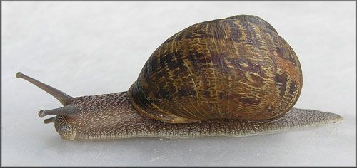 Figure 2. Extended adult brown garden snail, Cornu aspersum (Müller).
