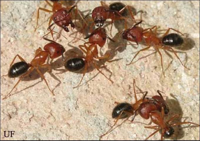 Figure 8. Florida carpenter ant workers, Camponatus floridanus (Buckley), from neighboring colonies fighting.