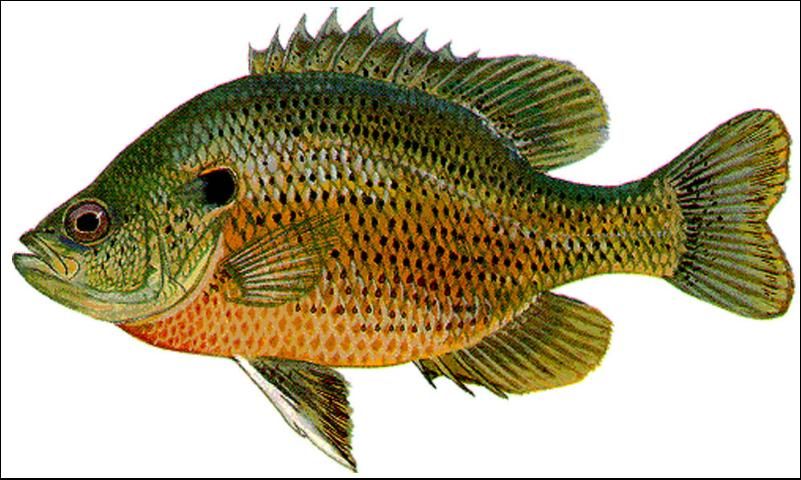 Figure 14. Spotted Sunfish or Stumpknocker (Lepomis punctatus) to 6 inches. Gill cover with a blue spot, no vertical bars, and brown spots on scales looking like rows of dots. Game fish with collection and bag limits.