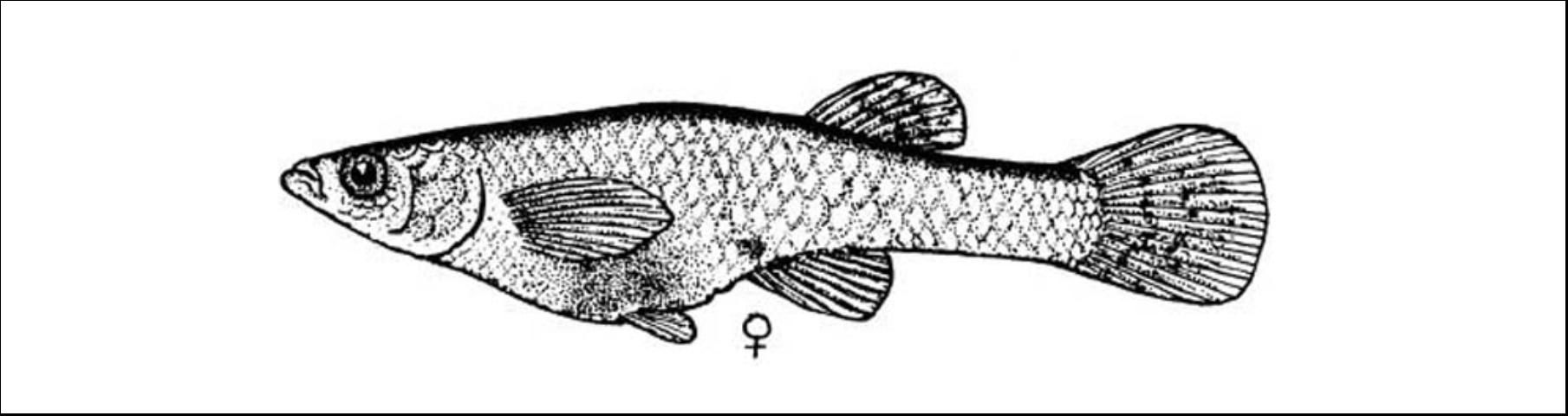 Figure 6. Eastern Mosquitofish (Gambusia holbrooki) female to 1 1/2 inches. Plain little fish with two stripes on the tail fin. Non-game fish. Excellent mosquito-controlling species.