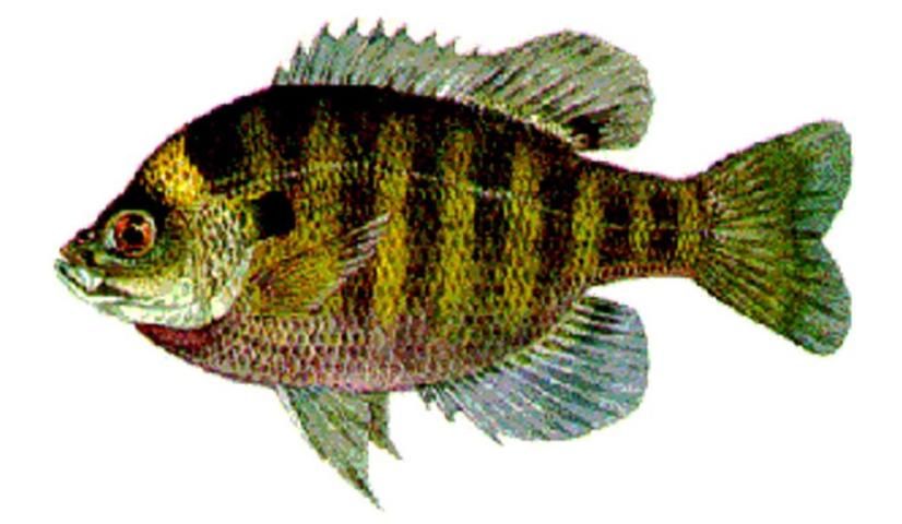 Figure 15. Bluegill or Bream (Lepomis macrochirus) to over 10 inches. Vertical bars on body and a dark spot on the rear edge of the soft dorsal fin. Game fish with collection and bag limits.