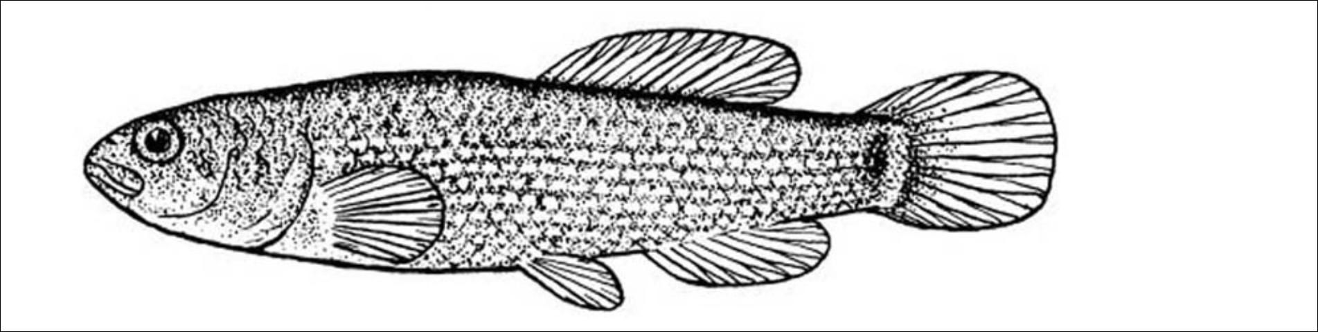 Figure 1. Eastern Mudminnow (Umbra pygmaea) to 3 inches. Dark vertical bar at base of tail. Non-game fish.