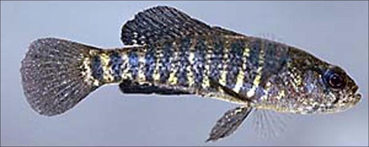 Figure 9. Banded Pygmy Sunfish Pygmy Sunfish (Elassoma zonatum) to 1 1/2 inch. Non-game fish.