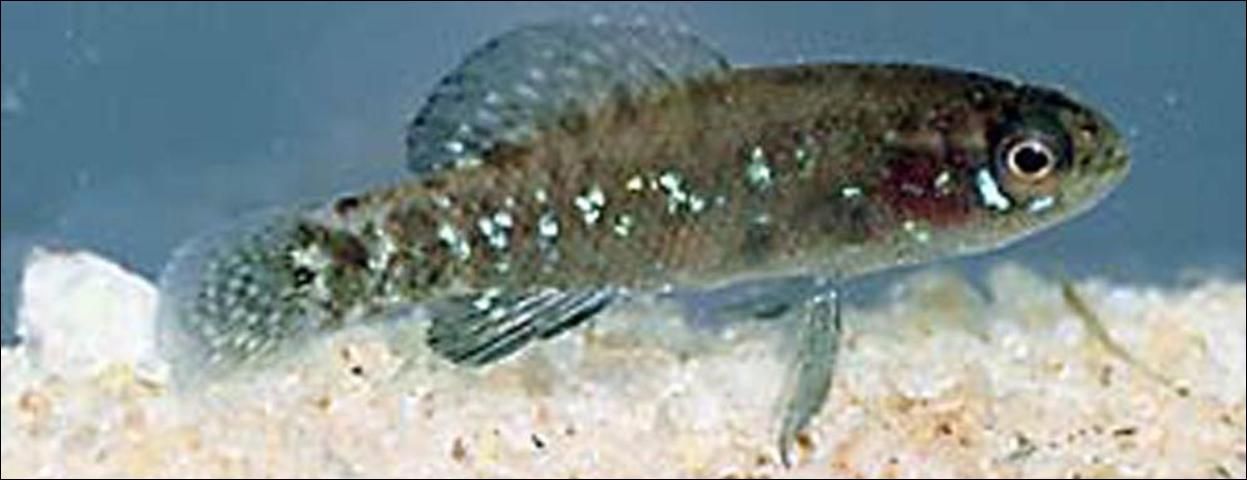 Figure 10. Everglades Pygmy Sunfish, (Elassoma evergladei) to 1 1/2 inch. Non-game fish.