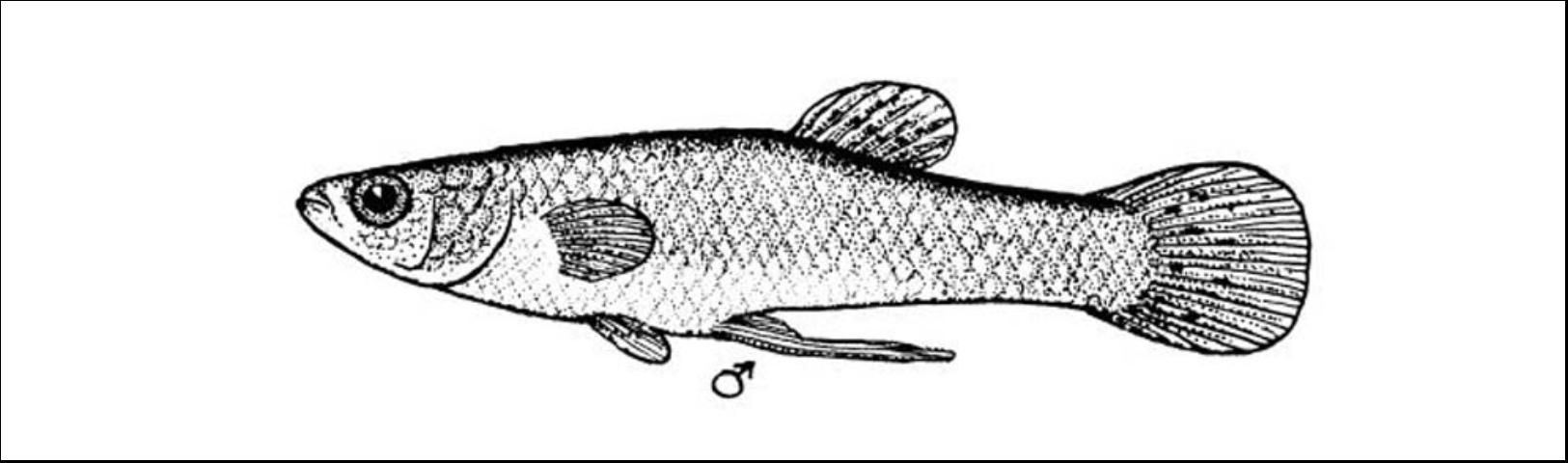 Figure 7. Eastern Mosquitofish (Gambusia holbrooki) male to 3/4 inch.