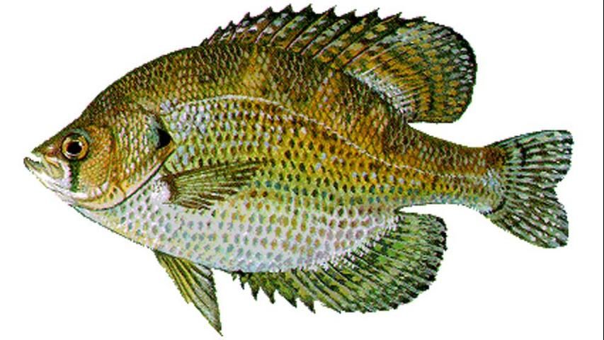Figure 13. Flier (Centrarchus marcopterus) to 6 inches. Dorsal and anal fin nearly symmetrical. Brown spots on each scale appear as rows of dots on the sides. Game fish with collection and bag limits.