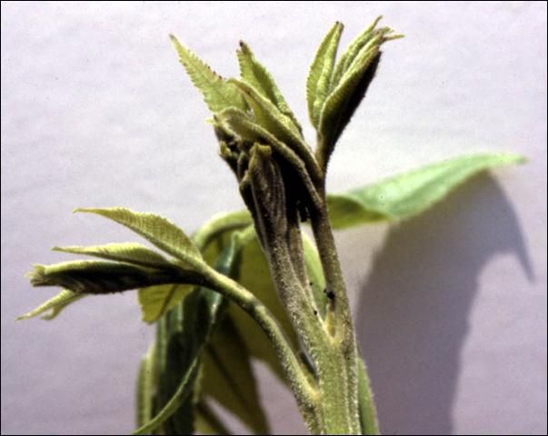 Figure 3. Infested pecan bud showing how the pecan bud moth webs the opening leaflets into a protective covering in which it feeds.