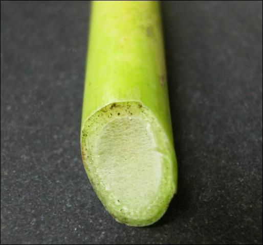 Figure 3. White pith in stem (aerenchyma).