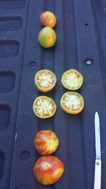 Figure 3. Tomato with symptoms of irregular ripening.