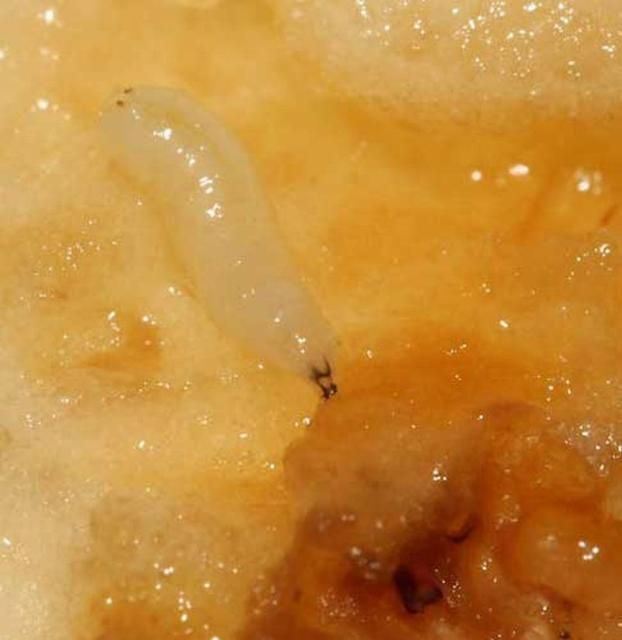 Figure 3. Larva of the apple maggot fly, Rhagoletis pomonella (Walsh).
