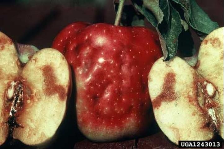 Figure 4. Damage caused by the apple maggot fly, Rhagoletis pomonella (Walsh).