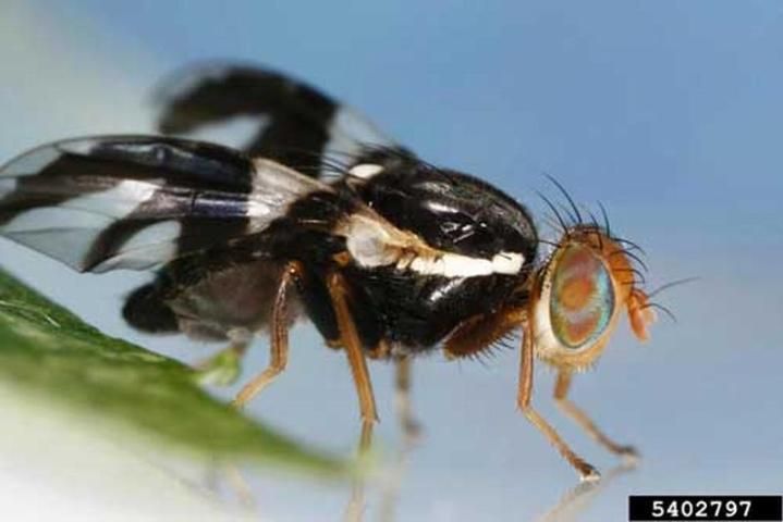 Figure 1. Adult apple maggot fly, Rhagoletis pomonella (Walsh), lateral view.