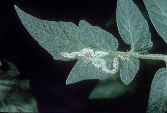Figure 6. Mine in tomato leaf caused by Liriomyza leafminer.