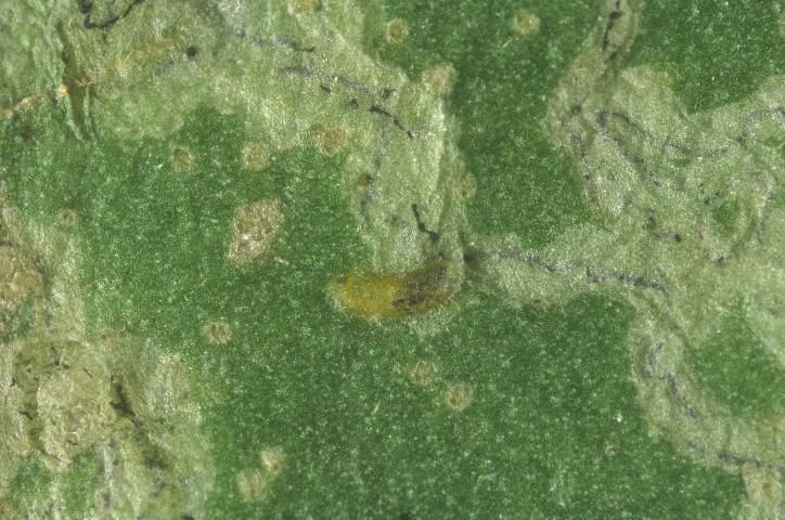 Figure 1. Larva of the American serpentine leafminer, Liriomyza trifolii (Burgess), in a leaf mine.