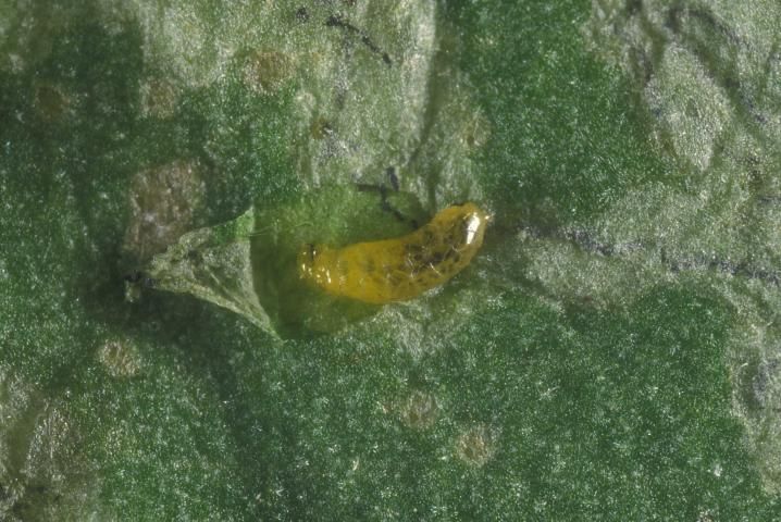 Figure 2. Larva of the American serpentine leafminer, Liriomyza trifolii (Burgess), exposed from a leaf mine.