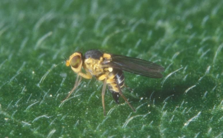 Figure 4. Adult American serpentine leafminer, Liriomyza trifolii (Burgess).