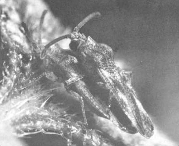 Figure 2. Lateral view of adult lantana lace bugs, Teleonemia scrupulosa Stål.