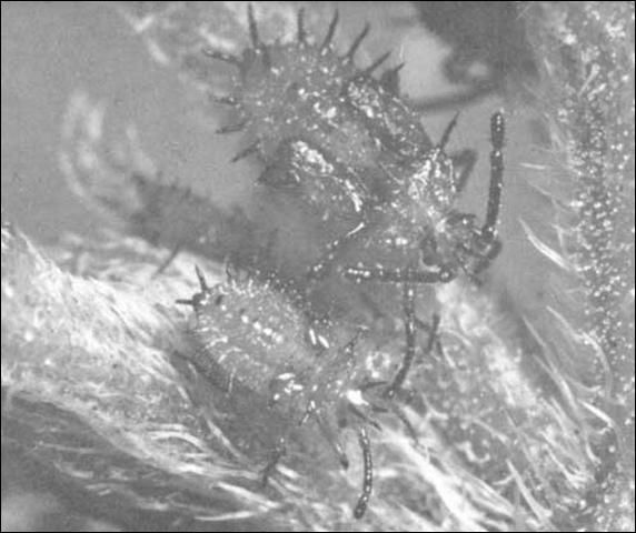 Figure 3. Nymphs of the lantana lace bug, Teleonemia scrupulosa Stål.