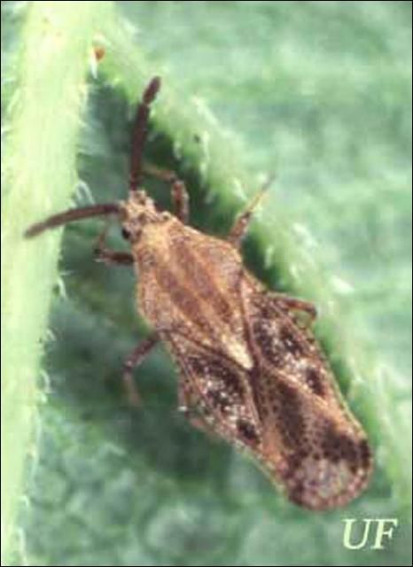 Figure 1. Dorsal view of adult lantana lace bug, Teleonemia scrupulosa Stål.