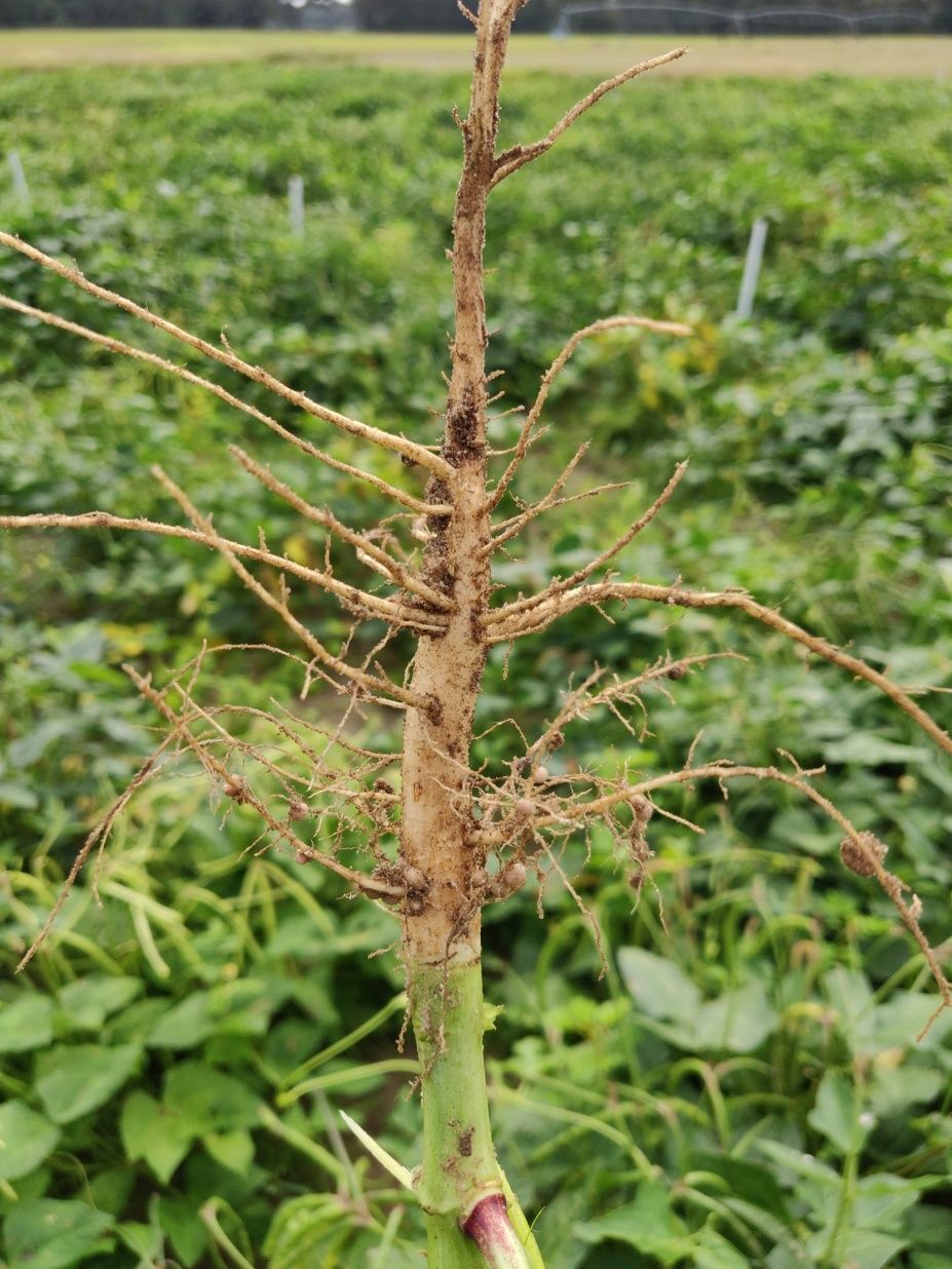 Cowpea root system showing large, round nodules that are fixing nitrogen.