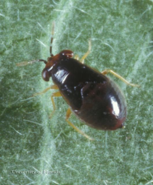 Figure 10. Nymph of Geocoris uliginosus (Say), a bigeyed bug.