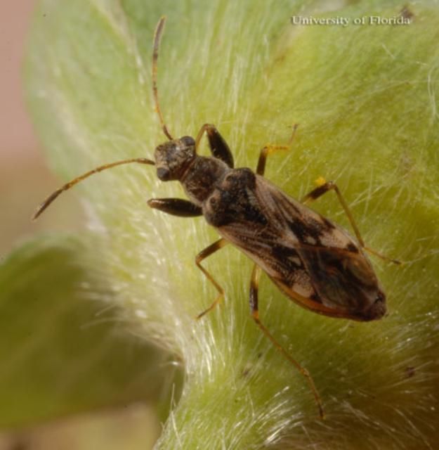 Figure 8. Adult pamera bug, Neopamera sp.