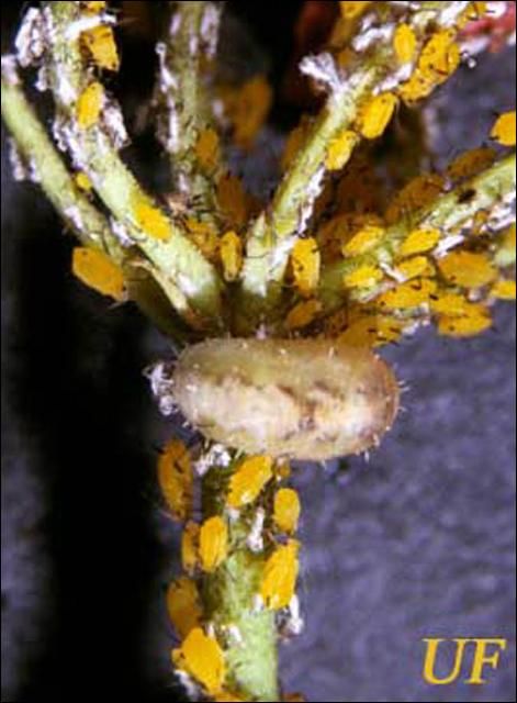 Figure 8. Syrphid pupa on scarlet milkweed inflorescence infested with oleander aphid, Aphis nerii Boyer de Fonscolombe.