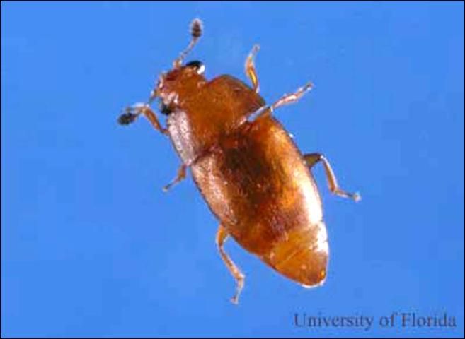 Figure 3. A yellowbrown sap beetle, Epunaea luteolus (Erichson), collected on strawberry.