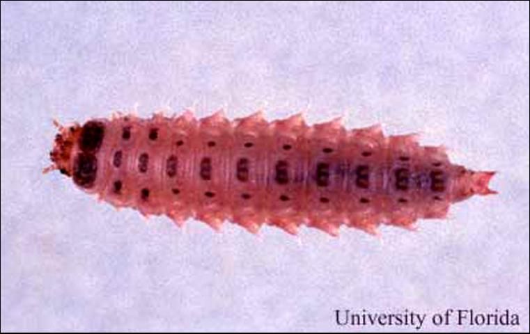 Figure 12. Larva of Lobiopa insularis (Cast.), collected on strawberry.