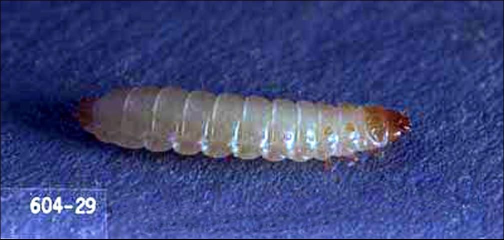 Figure 6. Larva of Carpophilus lugubris Murray, the dusky sap beetle.