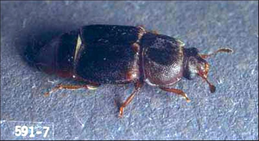 Figure 5. Adult Carpophilus lugubris Murray, the dusky sap beetle.