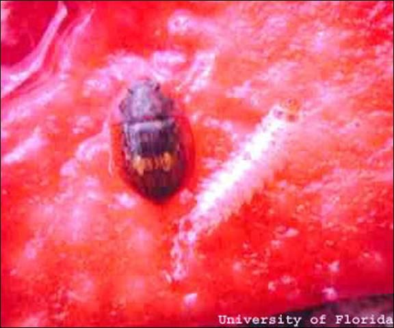 Figure 10. Adult (left) and larva (right) of the large sap beetle (picnic beetle, nitidulid) Lobiopa insularis.