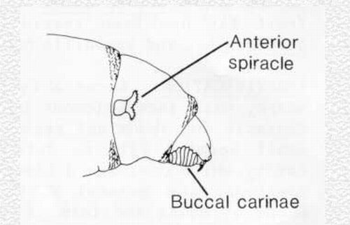 Figure 7. Head, lateral view, showing buccal carinae and anterior spiracle.