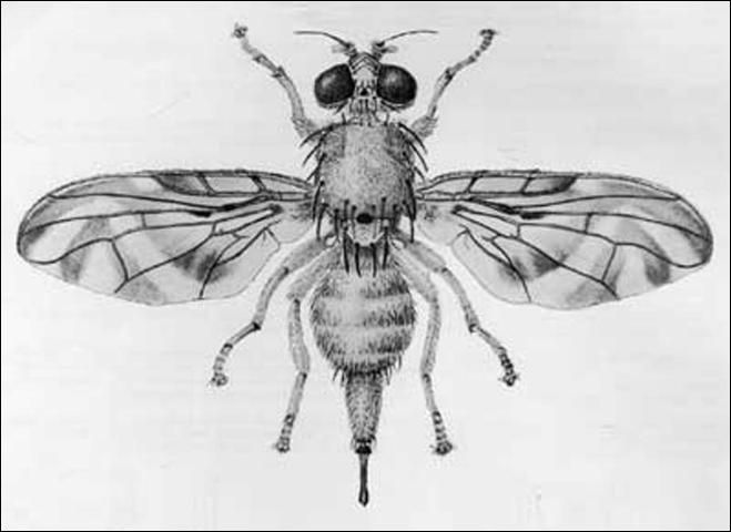 Figure 2. Adult female schoepfia fruit fly, Anastrepha interrupta Stone.