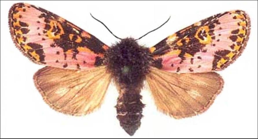 Figure 1. An adult Spanish moth, Xanthopastis timais (Cramer).