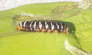 Figure 3. Spanish moth larva (convict caterpillar), Xanthopastis timais (Cramer), feeding on amaryllis.