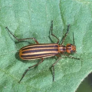 EENY280 IN556 Striped Blister Beetle Epicauta Vittata Fabricius