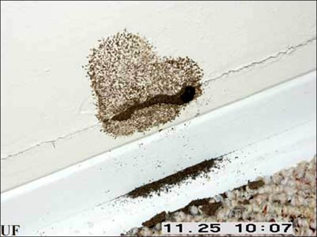 Figure 6. Prorhinotermes simplex (Hagen) termite flight tube emerging from interior wall above molding.