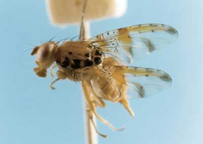 Figure 1. Adult female mango fruit fly, Ceratitis cosyra (Walker).