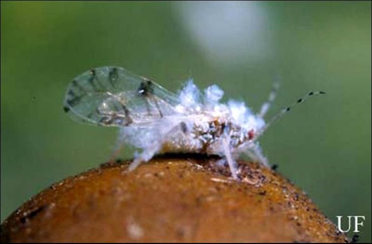 Figure 1. Winged adult female Shivaphis celti Das, an Asian hackberry aphid, on hackberry.